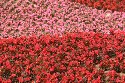 25 WAX MIXED BEGONIA Semperflorens Fibrous Mixed Colors Red Pink White Two Tone Shade Flower Seeds