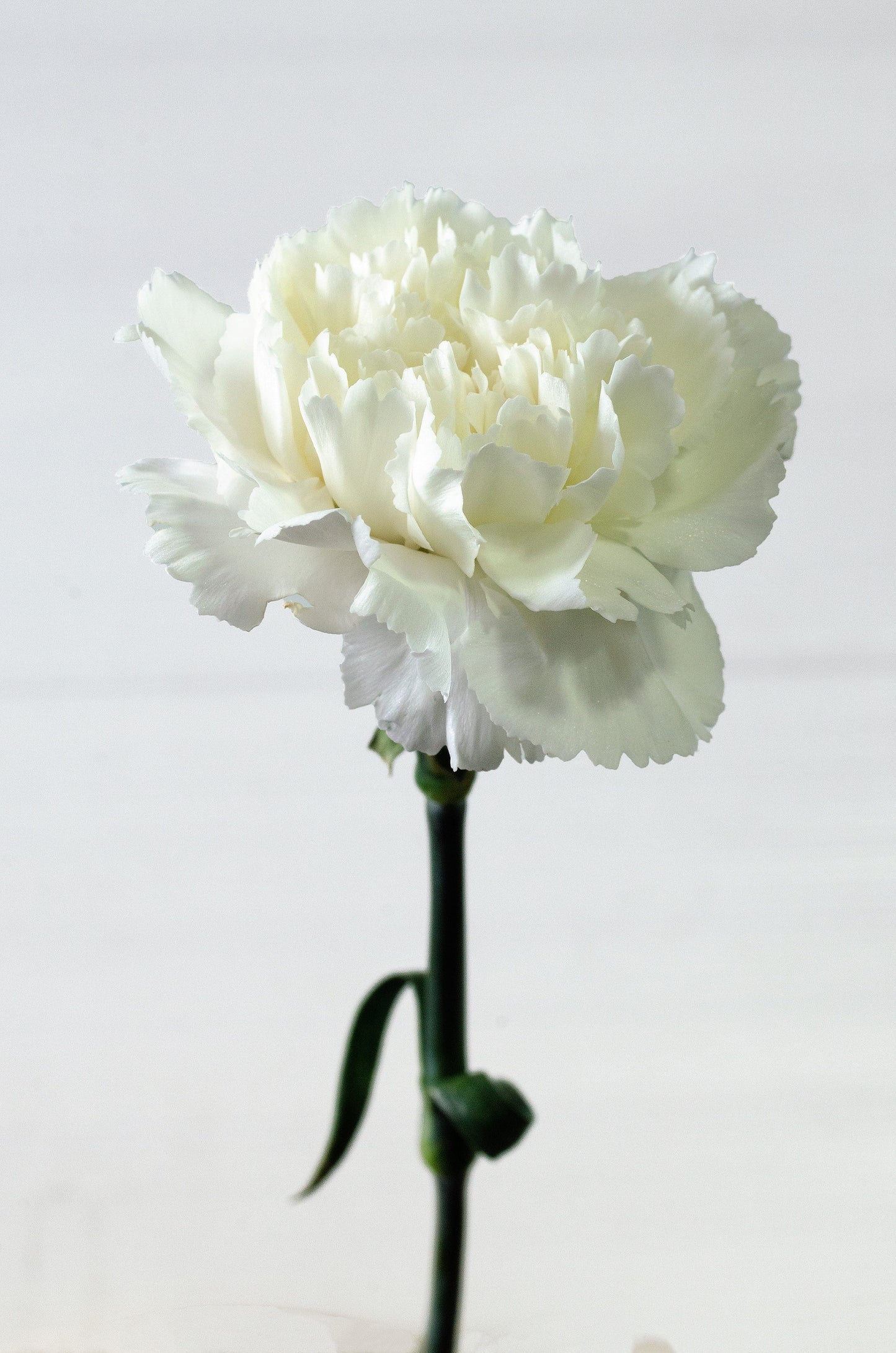 50 WHITE CARNATION Dianthus Caryophyllus Grenadin Flower Seeds