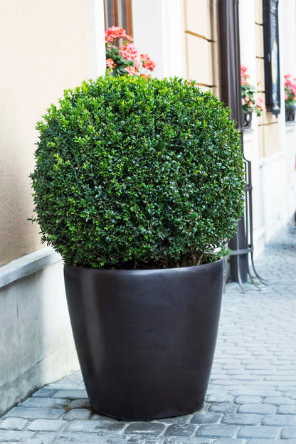 30 AMERICAN BOXWOOD Common Buxus Sempervirens European Box Shrub Seeds
