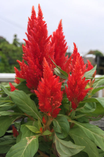 150 Mixed PAMPAS PLUMES COCKSCOMB Celosia Plumosa Flower Seeds