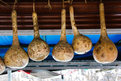 30 DIPPER GOURD Siphon Gourd Green Lagenaria Siceraria Vegetable Seeds