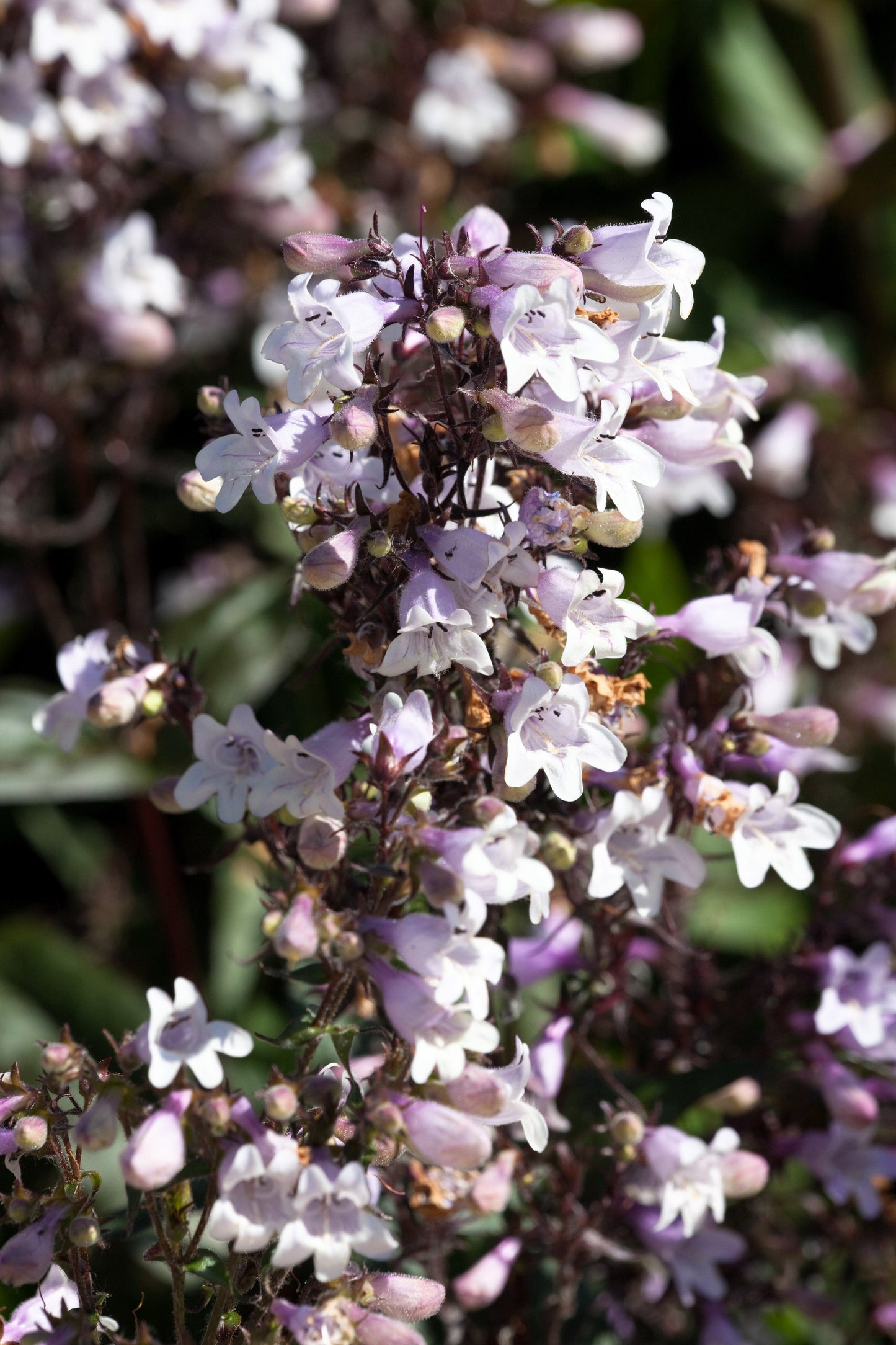 25 HUSKER RED PENSTEMON Digitalis Foxglove Beardtongue White Flower Seeds