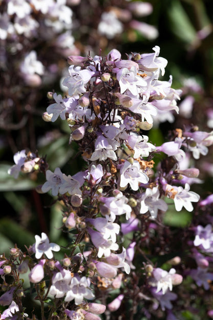 25 HUSKER RED PENSTEMON Digitalis Foxglove Beardtongue White Flower Seeds
