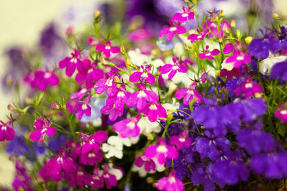 200 Red CRIMSON FOUNTAIN LOBELIA Erinus Trailing Flower Seeds