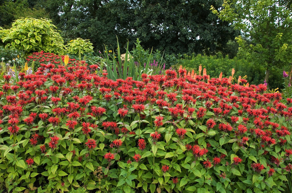 10 Panorama RED BEE BALM Monarda Didyma Oswego Tea Herb Flower Seeds