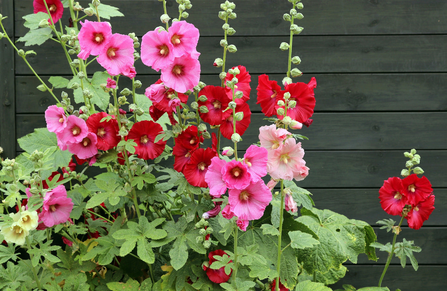 50 Mixed Colors HOLLYHOCK KING HENRY VIII Mix Alcea Rosea Flower Seeds