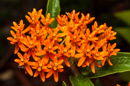 30 ORANGE BUTTERFLY MILKWEED Asclepias Tuberosa Flower Seeds