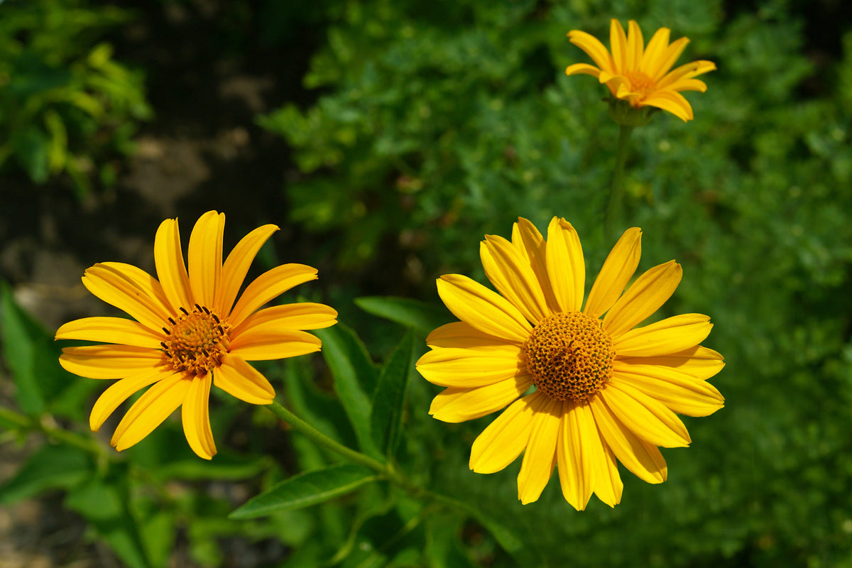 250 MAXIMILIAN (Prairie) SUNFLOWER Helianthus Maximiliani Flower Seeds