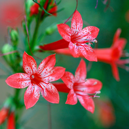 200 STANDING CYPRESS (Scarlet Gilia) Ipomopsis Rubra Flower Seeds