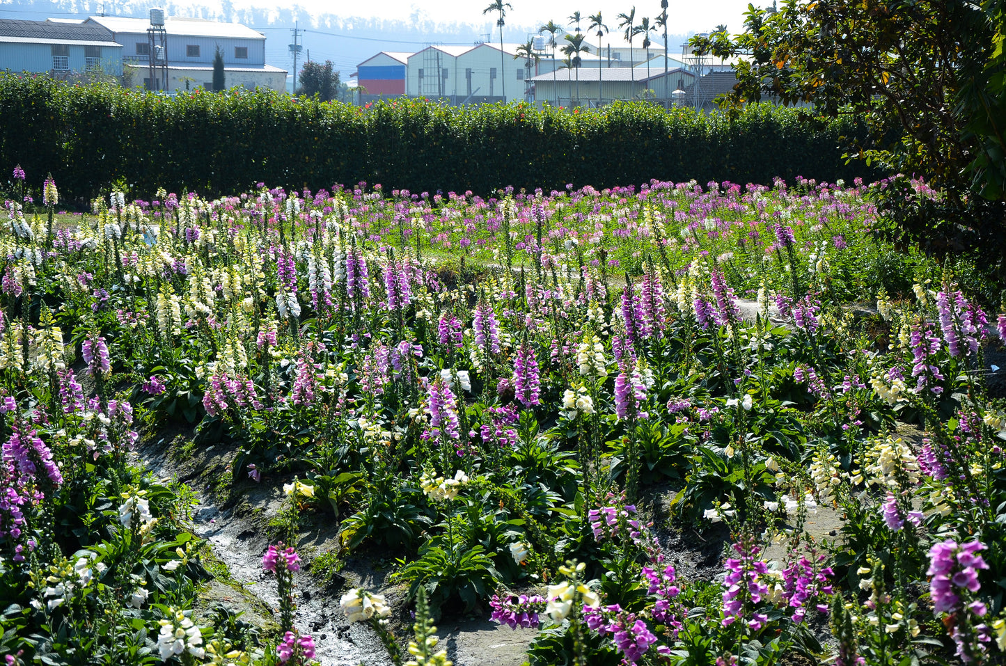 1000 DWARF FOXY MIX FOXGLOVE Digitalis Purpurea Flower Seeds