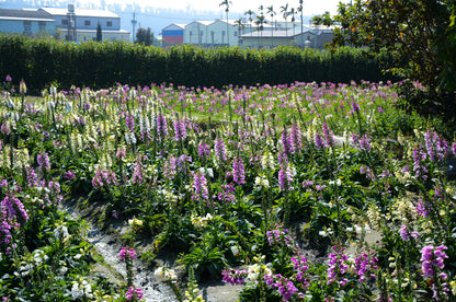 1000 DWARF FOXY MIX FOXGLOVE Digitalis Purpurea Flower Seeds