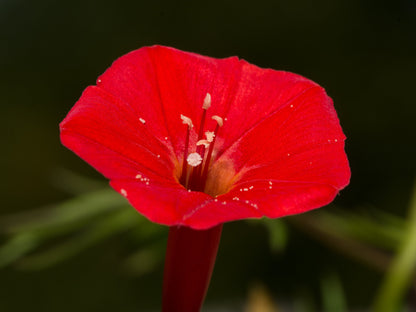 30 CARDINAL CLIMBER VINE Ipomea Quamoclit Red Flower Seeds