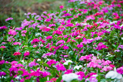 100 DWARF Little MIX PERIWINKLE / Vinca Rosea Flower Seeds