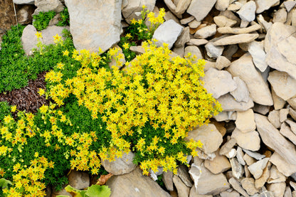 200 GOLDEN CARPET SEDUM Acre Gold Moss Stonecrop Flower Seeds
