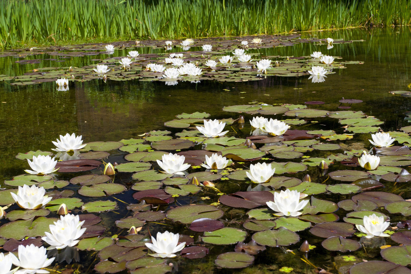 10 WHITE WATER LILY / Lily Pad / Sacred Asian Water Lotus Nymphaea Ampla Flower Seeds