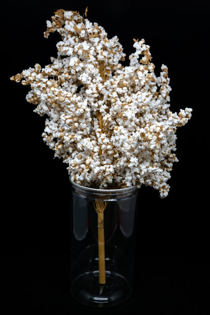 75 WHITE POPPING SORGHUM Bicolor Snack Vegetable Flour Grain Seeds