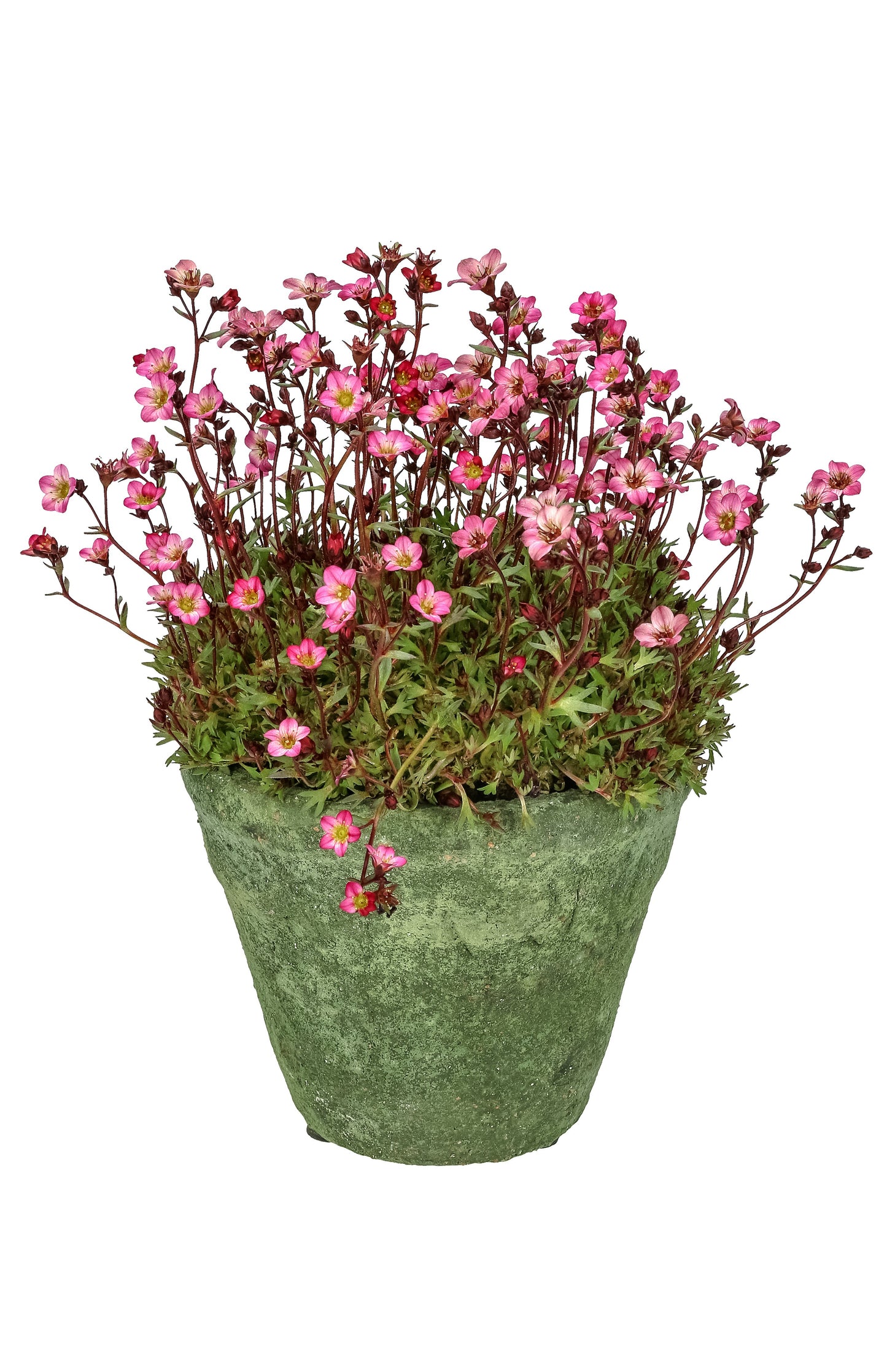50 ROSE ROBE SAXIFRAGA Arendsii Mossy Rockfoil Evergreen Flower Seeds