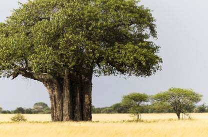 1000 BULK African BAOBAB TREE Adansonia Digitata Monkey Bread Judas Fruit Seeds