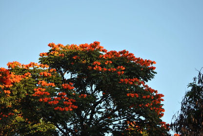 15 Red AFRICAN TULIP TREE (Fire Tree / Flame of the Forest / Fountain Tree) Spathodea Campanulata Seeds