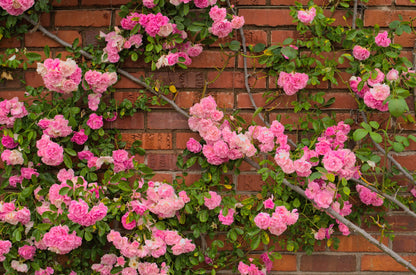 5 PINK CLIMBING ROSE Rosa Bush Vine Climber Fragrant Butterfly Flower Seeds