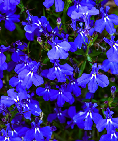 200 Electric Blue & White HALF MOON LOBELIA Erinus Flower Seeds