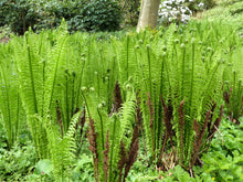 1000 + SENSITIVE FERN Onoclea Sensibilis aka Bead or Sympathy Fern Spores Seeds