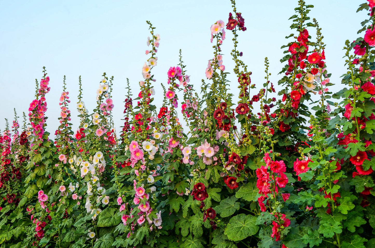 50 Mixed Colors HOLLYHOCK KING HENRY VIII Mix Alcea Rosea Flower Seeds