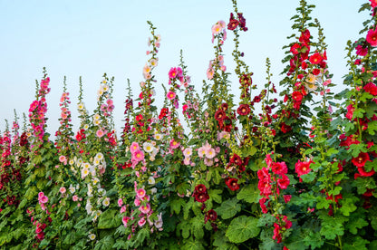 50 Mixed Colors HOLLYHOCK KING HENRY VIII Mix Alcea Rosea Flower Seeds