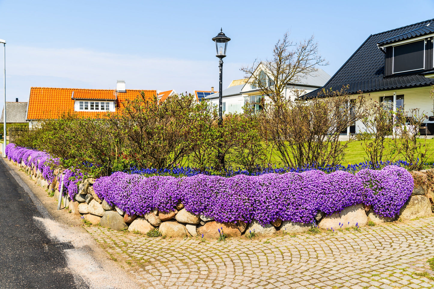 400 RAINBOW ROCKCRESS Rock Cress Large Flowered Aubrieta Cultorum Flower Seeds