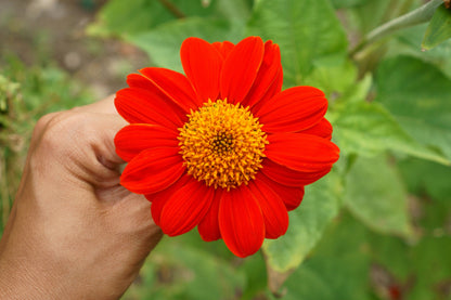 50 RED MEXICAN Torch SUNFLOWER Tithonia Rotundifolia Red Orange Flower Seeds