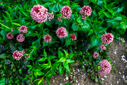 75 RED SWAMP MILKWEED Asclepias Incarnata Flower Seeds