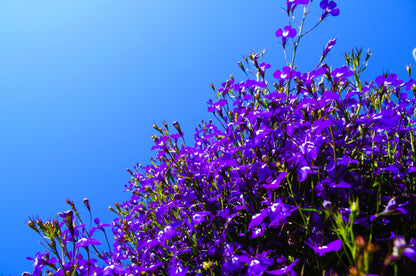 200 Lavender & White MRS CLIBRAN LOBELIA Erinus Flower Seeds