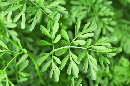50 YELLOW RUE Herb of Grace Common Ruta Graveolens Fragrant Evergreen Flower Seeds