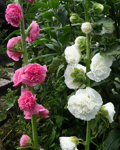 50 Dwarf Double HOLLYHOCK MAJORETTE MIX Alcea Rosea Red Pink White Maroon Yellow Mixed Color Flower Seeds