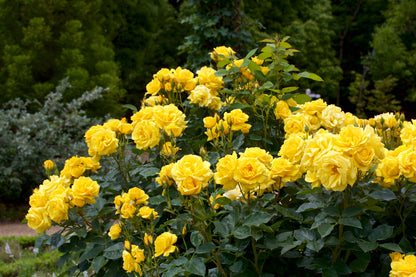 5 YELLOW ROSE Rosa Bush Shrub Perennial Flower Seeds