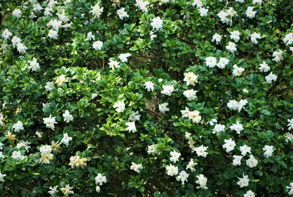 50 GARDENIA Jasminoides / CAPE JASMINE Fragrant White Shrub Houseplant Flower Seeds