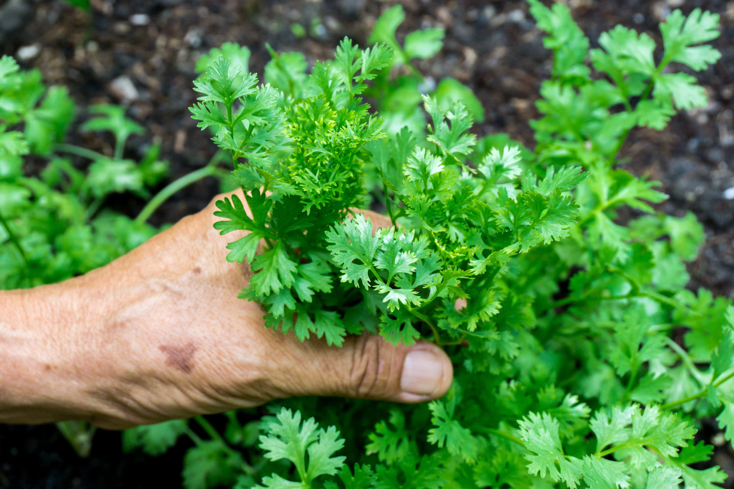 1000 CILANTRO / CORRIANDER / Chinese PARSLEY Coriandrum Sativum Herb Flower Seeds