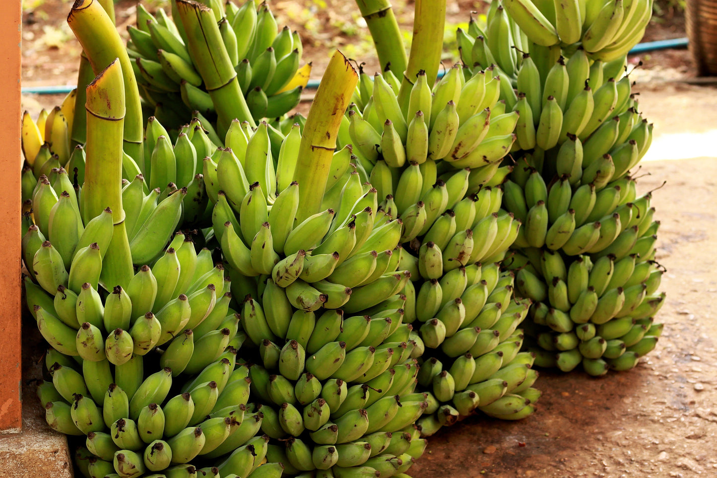 5 PLANTAIN BANANA Musa Balbisiana Hardy Red Flowering Sweet Wild Fruit Tree Seeds