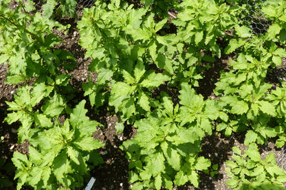 300 EPAZOTE (Mexican Tea) Chenopodium Ambrosioides  Dysphania Herb Flower Seeds