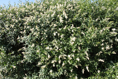 35 EUROPEAN PRIVET HEDGE Common Wild Ligustrum Vulgare Flower Shrub Seeds