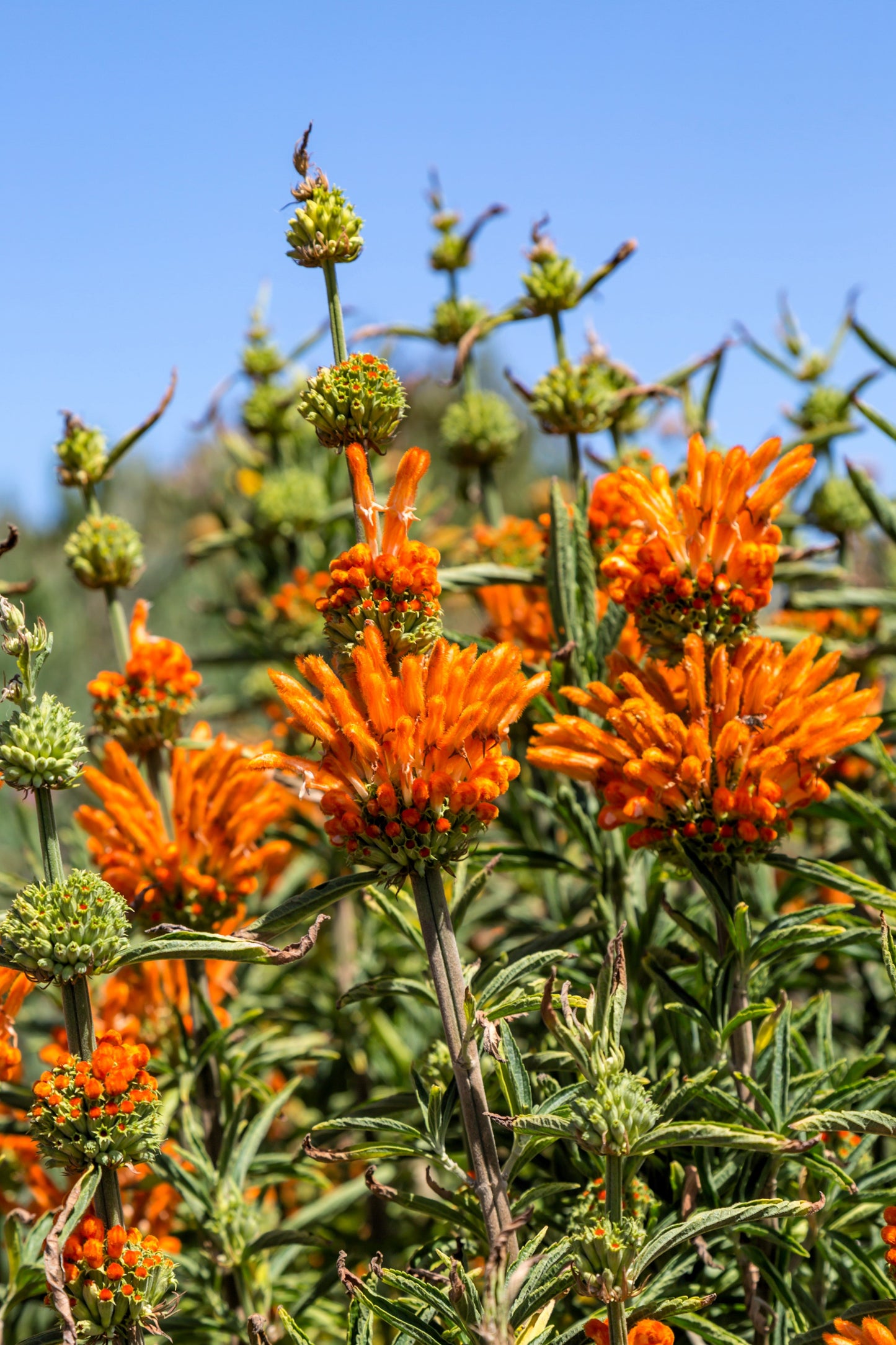 25 KLIP DAGGA (Lions Ear / Lions Tail / Wild Klip Dagga) Leonotis Nepetifolia Flower Seeds