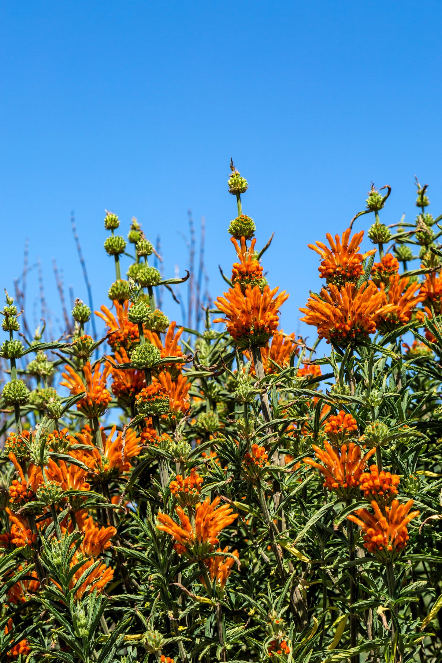 25 KLIP DAGGA (Lions Ear / Lions Tail / Wild Klip Dagga) Leonotis Nepetifolia Flower Seeds