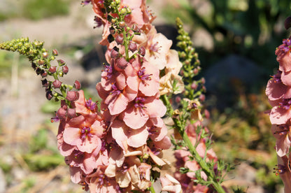 100 MIXED COLORS VERBASCUM Verbascum Phoeniceum Flower Seeds