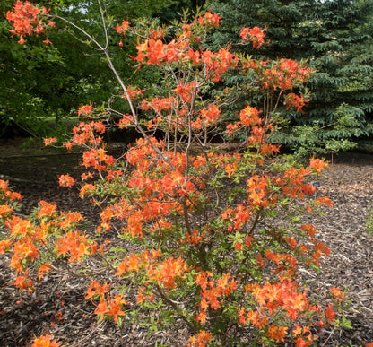 30 Orange FLAME AZALEA Rhododendron Calendulaceum Bush Shrub Flower Seeds