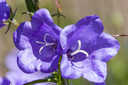 500 TELHAM BEAUTY BELLFLOWER Blue Peach Leaved Campanula Persicifolia Flower Seeds