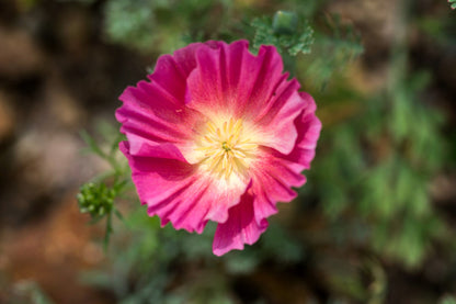 1000 MIXED Colors CALIFORNIA POPPY (Ballerina / Mission Bells) Eschscholzia Californica Flower Seeds