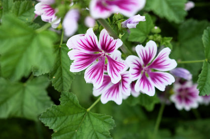 20 ZEBRA MALLOW Malva sylvestris var. Zebrina Flower Seeds
