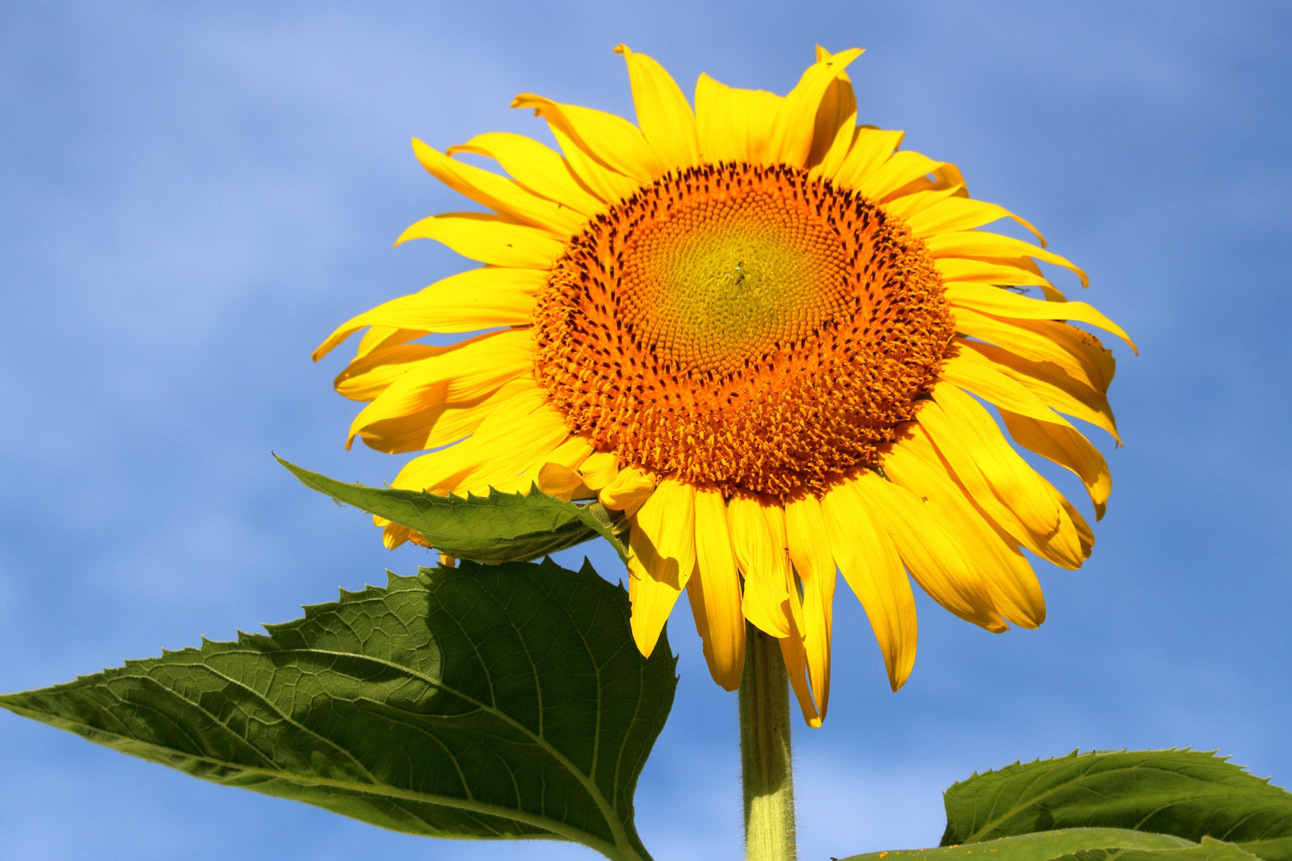 75 MAMMOTH GREY Stripe SUNFLOWER Helianthus Annuus Flower Seeds