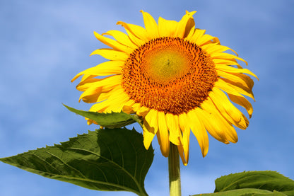 75 MAMMOTH GREY Stripe SUNFLOWER Helianthus Annuus Flower Seeds