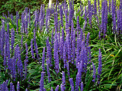 5 LILYTURF Liriope Muscari aka Big Blue Lily Turf / Monkey Grass Flower Seeds